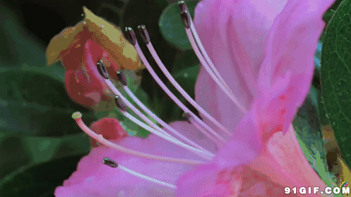 绽放的花朵动态图片