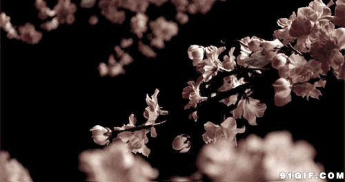 枝头花瓣飘落唯美动态:唯美,花瓣,飘落