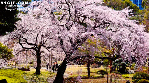 日本樱花树动态图:樱花,大树