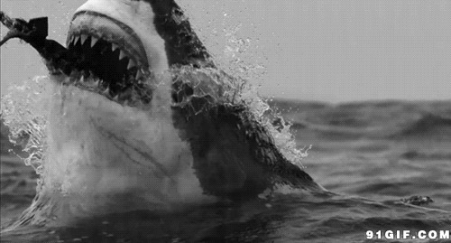 大鲨鱼吞食动态图:鲨鱼