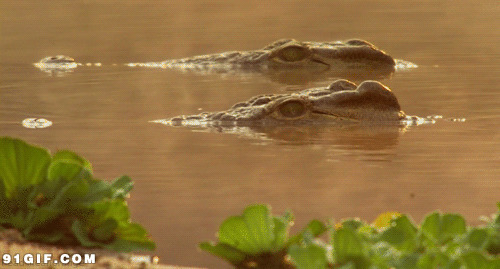 水中的鳄鱼动态图:鳄鱼,水面