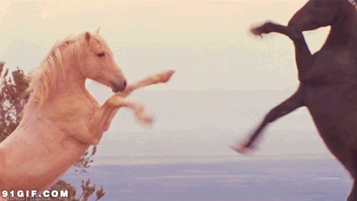 两匹马打架动态图:骏马,打架,蹬腿