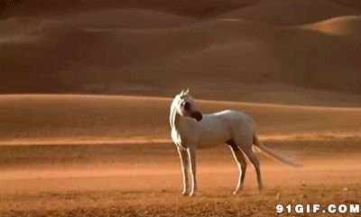 沙漠白马动态图片:白马,沙漠
