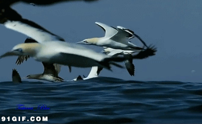 海鸥展翅图片