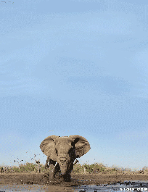 凶猛非洲大象动态图:大象