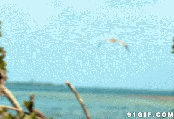 海鸟飞过海面动态图