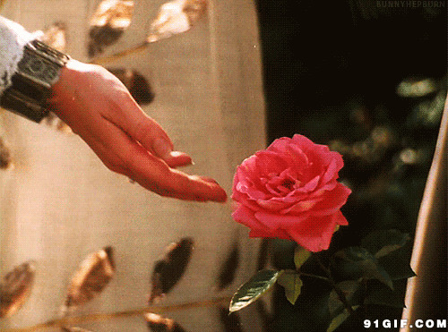 一朵鲜艳玫瑰花动态图:玫瑰花