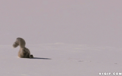 雪地的狼动态图:跳跃,雪地,野狼