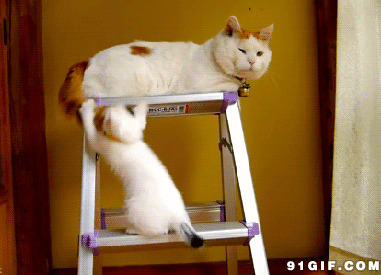 两只猫猫玩耍gif图片:猫猫,尾巴