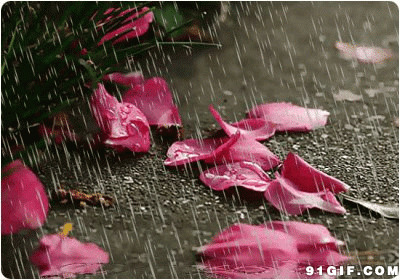 雨中散落的花瓣图片:花瓣,雨景