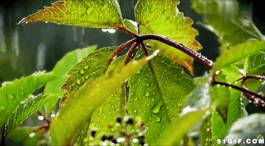 树木雨水的图片:雨水,树叶