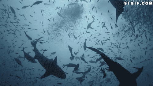 大海中的鱼群图片:鱼群,海底,大海