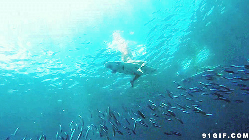 深海鱼群图片:鱼群,海底,深海