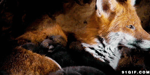 狐狸的动态图片:狐狸,动物