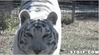 白老虎图片:老虎,奔跑