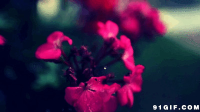 滴水玫瑰花图片