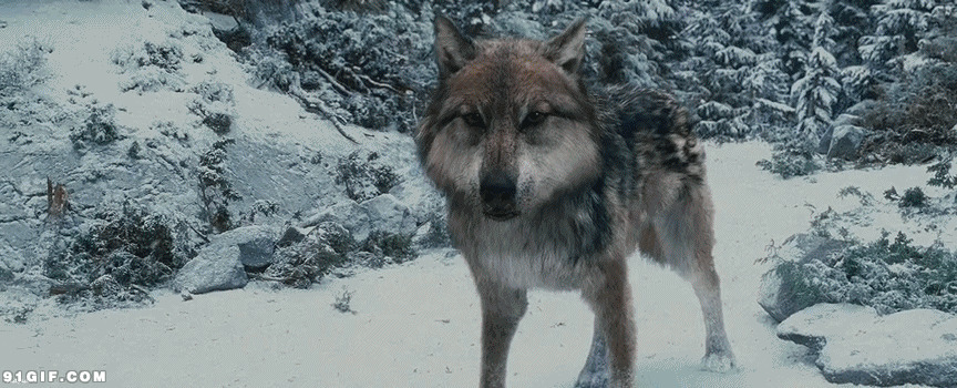 雪山饿狼咆哮动态图片:饿狼,咆哮