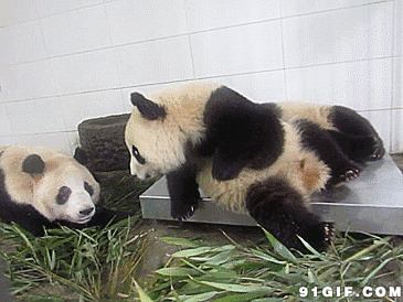 萌萌小熊猫图片:熊猫,大熊猫
