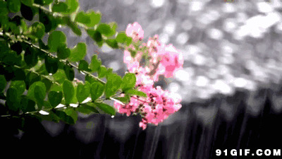 鲜花绿叶雨中摇摆图片:下雨,花朵