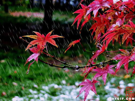 雨中红叶动漫图片