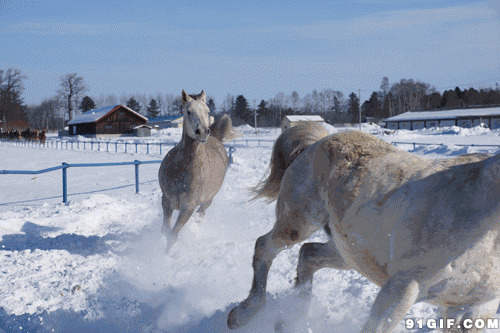 雪地骏马奔跑动态图