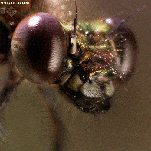 昆虫头部图片:昆虫,头部