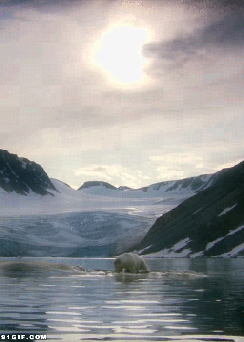 北极熊融化冰河觅食动态图