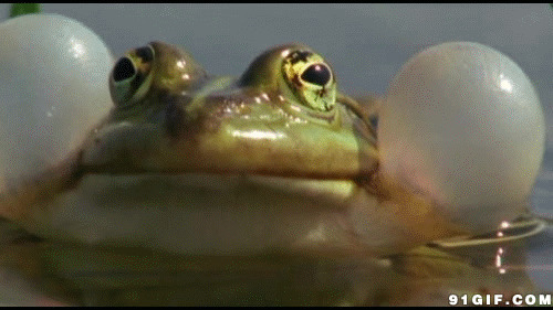 青蛙鼓腮帮子动态图片:青蛙,鼓腮