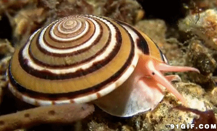海底珍奇蜗牛动态图:蜗牛,海底