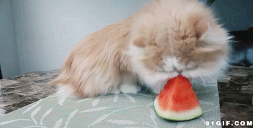 波斯猫吃西瓜动态图:吃西瓜,猫猫