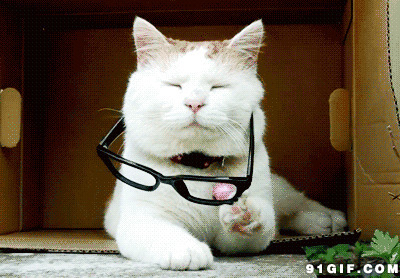 猫咪戴眼镜动态图片
