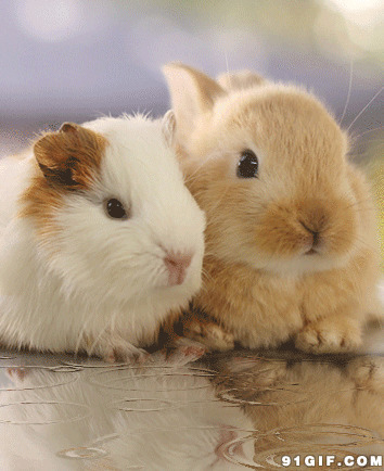 两只可爱兔子动态图片:兔子