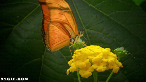 蝴蝶挥舞翅膀动态图片
