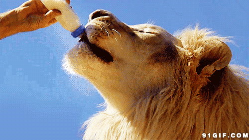 喂狮子喝奶动态图片:喝奶,狮子