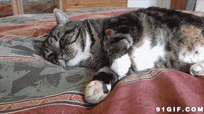 猫咪和猫宝贝睡觉动态图