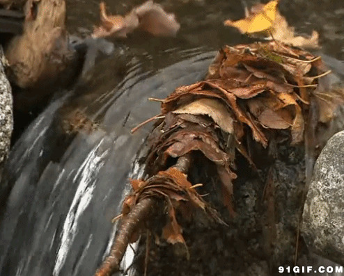 落叶有意随流水动态图:流水,落叶