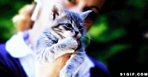 可爱猫咪爪子萌宠图片:猫猫,爪子