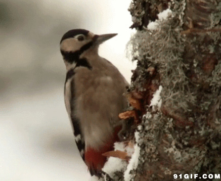 啄木鸟啄树皮动态图片:啄木鸟
