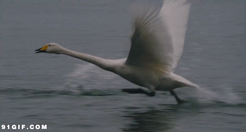 天鹅水上漂动态图片:天鹅