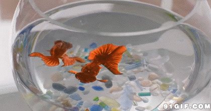 金鱼鱼缸畅游图片:金鱼,鱼缸