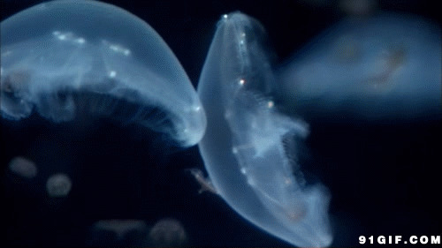 海底透明水母动态图:水母,深海