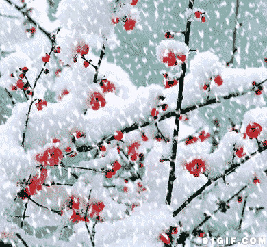 傲雪寒梅gif图片:梅花,雪花