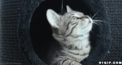 好奇的小猫咪动态图片:好奇,张望