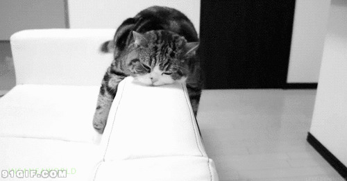 猫咪沙发打瞌睡动态图:打瞌睡