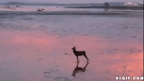 小鹿蹦蹦跳跳动态图片:小鹿