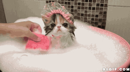 主人给猫公主洗澡动态图