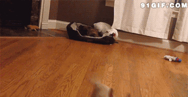 狗狗争夺沙发动态图片