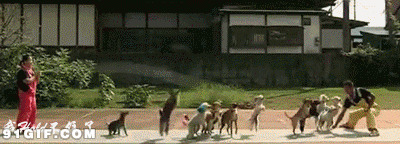 一群狗狗跳绳搞笑图片