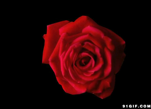 红色玫瑰花盛开gif图片:花开
