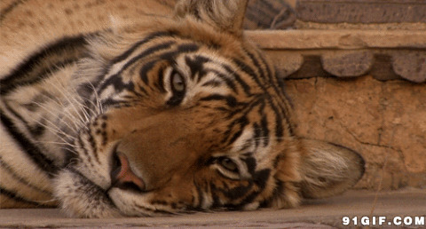 疲惫的老虎动态图片:老虎